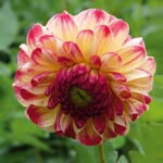 Dahlia 'Kaiser Wilhelm