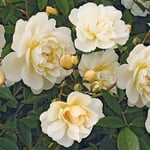 Kaskadenrose 'Christine Hélène'