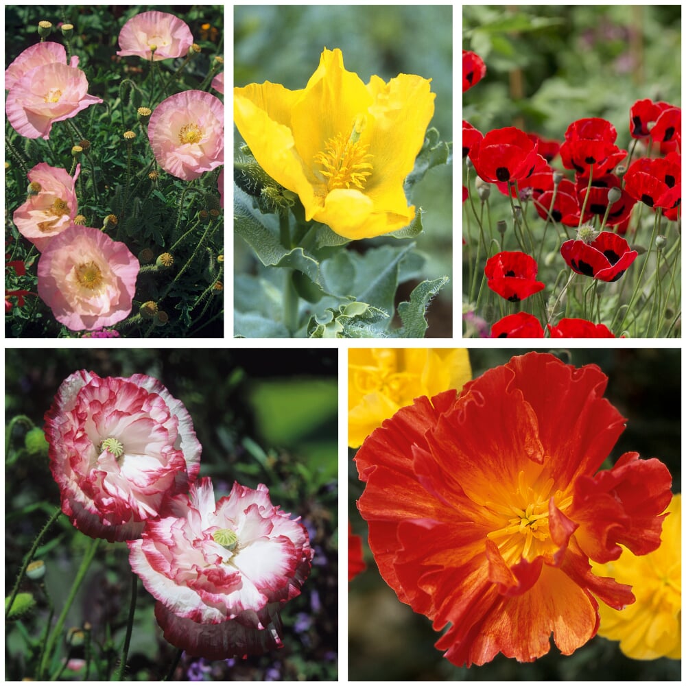 Blumensamen 'Besondere Mohngewächse' Manufactum