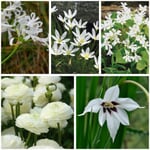 Weiß blühende Zwiebelblumen