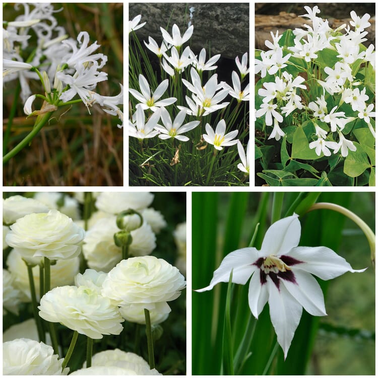 Weiß blühende Zwiebelblumen