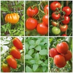 Tomaten und Basilikum für den Garten