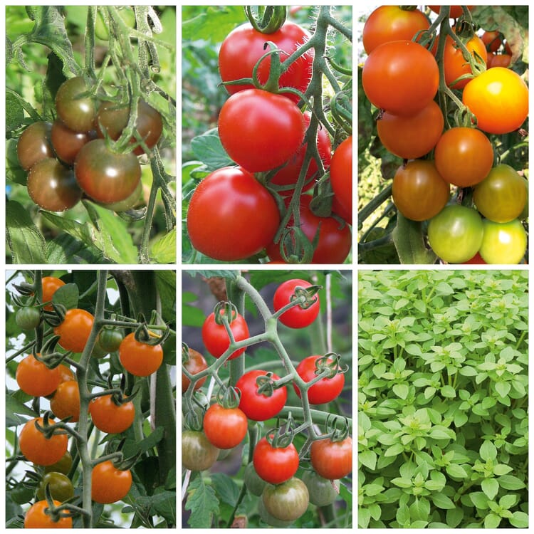Tomaten und Basilikum für den Balkon