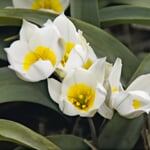 Blumenzwiebeln Weiße Zwergtulpe