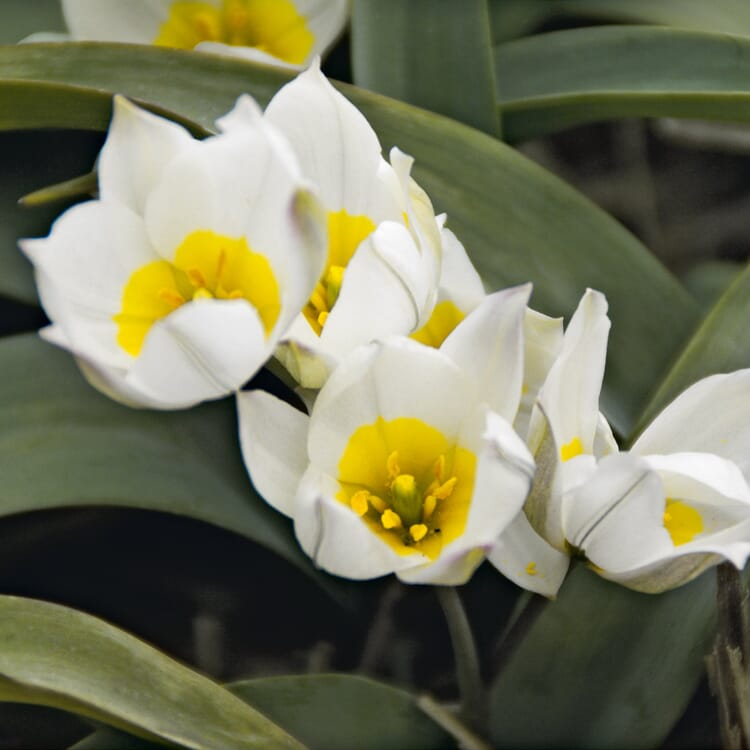 Oignons à fleurs tulipe naine blanche