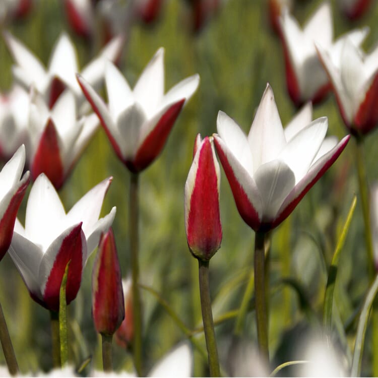 Bulbes de fleurs Tulipe persane