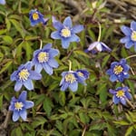 Blumenzwiebeln Buschwindröschen 'Royal Blue'