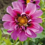 Dahlia 'Emilio Dahlio