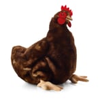 Poule de Kösen