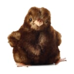 Small Chick by Kösen Brown