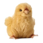 Petit poussin de Kösener Jaune