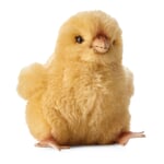 Small Chick by Kösen Yellow