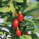 Obstgehölz Gojibeere 'Sweet Lifeberry®'