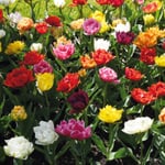 Blumenzwiebeln Murillo-Tulpen Mischung