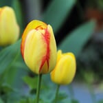 Blumenzwiebeln Tulpe 'Kleurenpracht'