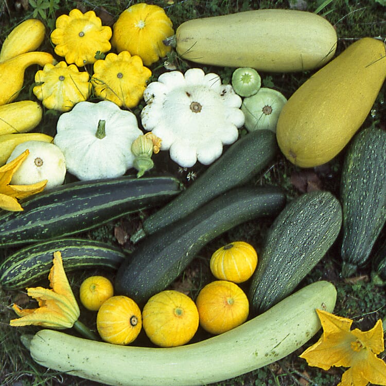 Graines de légumes Cucurbitacées