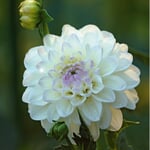 Dahlia 'Wittem