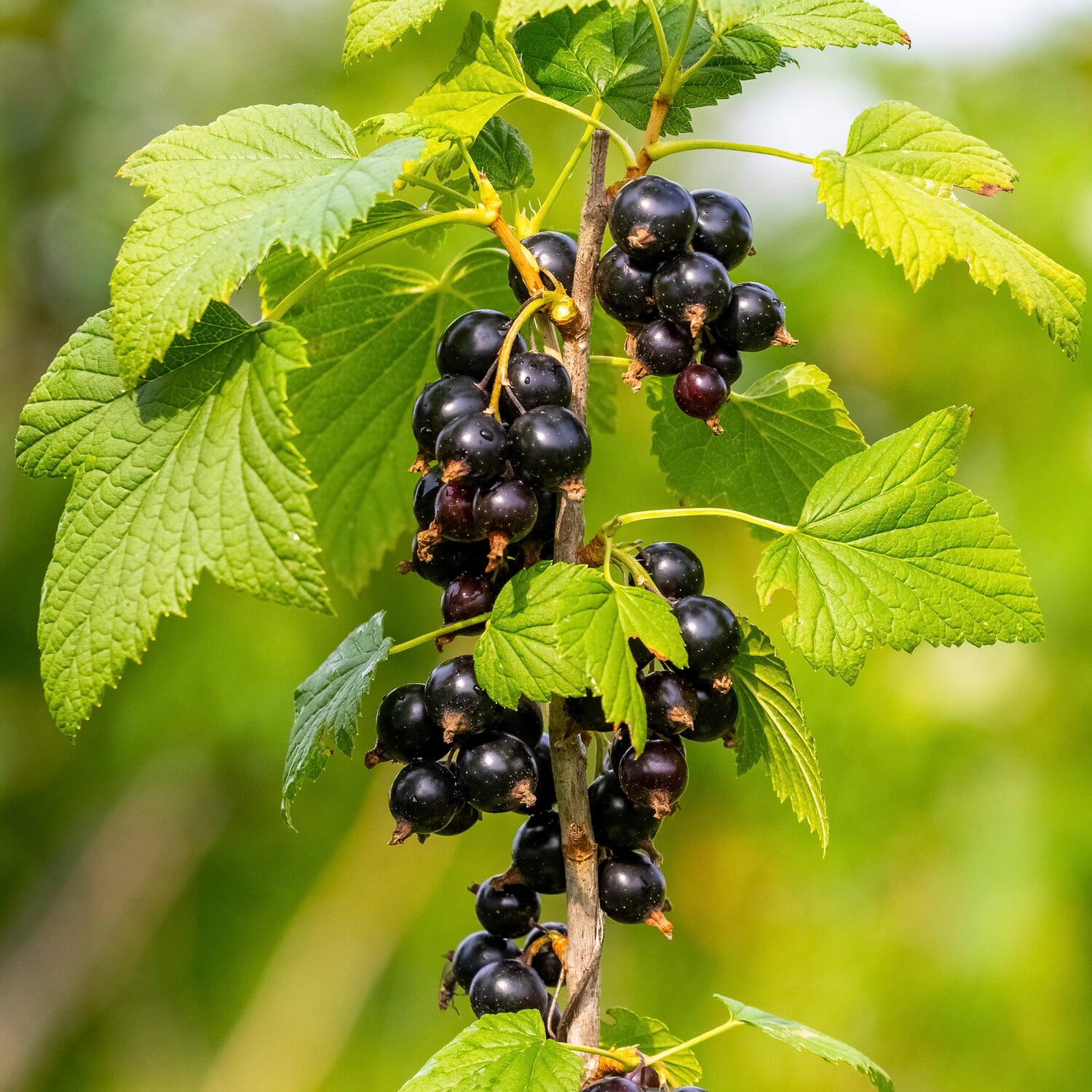 Obstgehlz Sulenjohannisbeere 'Hedda' | Manufactum