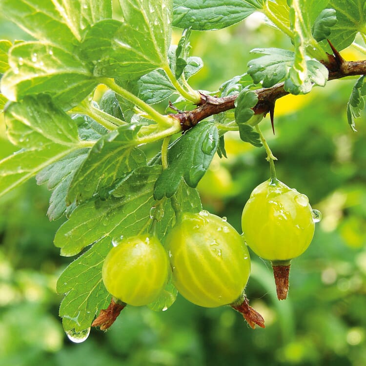 Arbuste fruitier groseillier à maquereau 'Mucurines