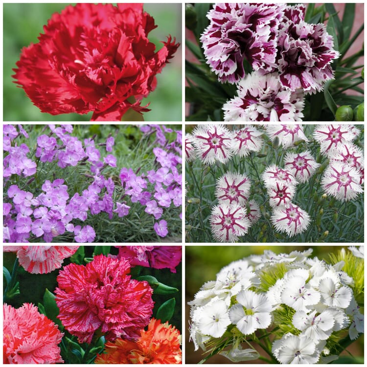 Graines de fleurs Œillets historiques