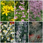 Blumensamen 'Heilpflanzen für die Hausapotheke'