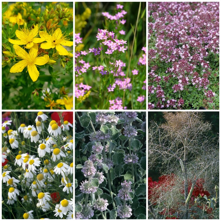 Graines de fleurs Plantes médicinales pour la pharmacie familiale
