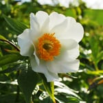 Staudenpfingstrose 'Early Windflower'
