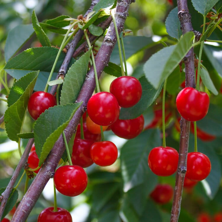 Arbuste fruitier Cerisier nain 'Kobold