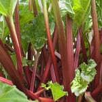 Gemüsepflanze Rhabarber 'Emsjuwel'