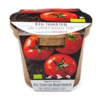 Gemüsesamen Aussaatset Tomate Moneymaker