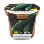 Gemüsesamen Aussaatset Zucchini Black Beauty