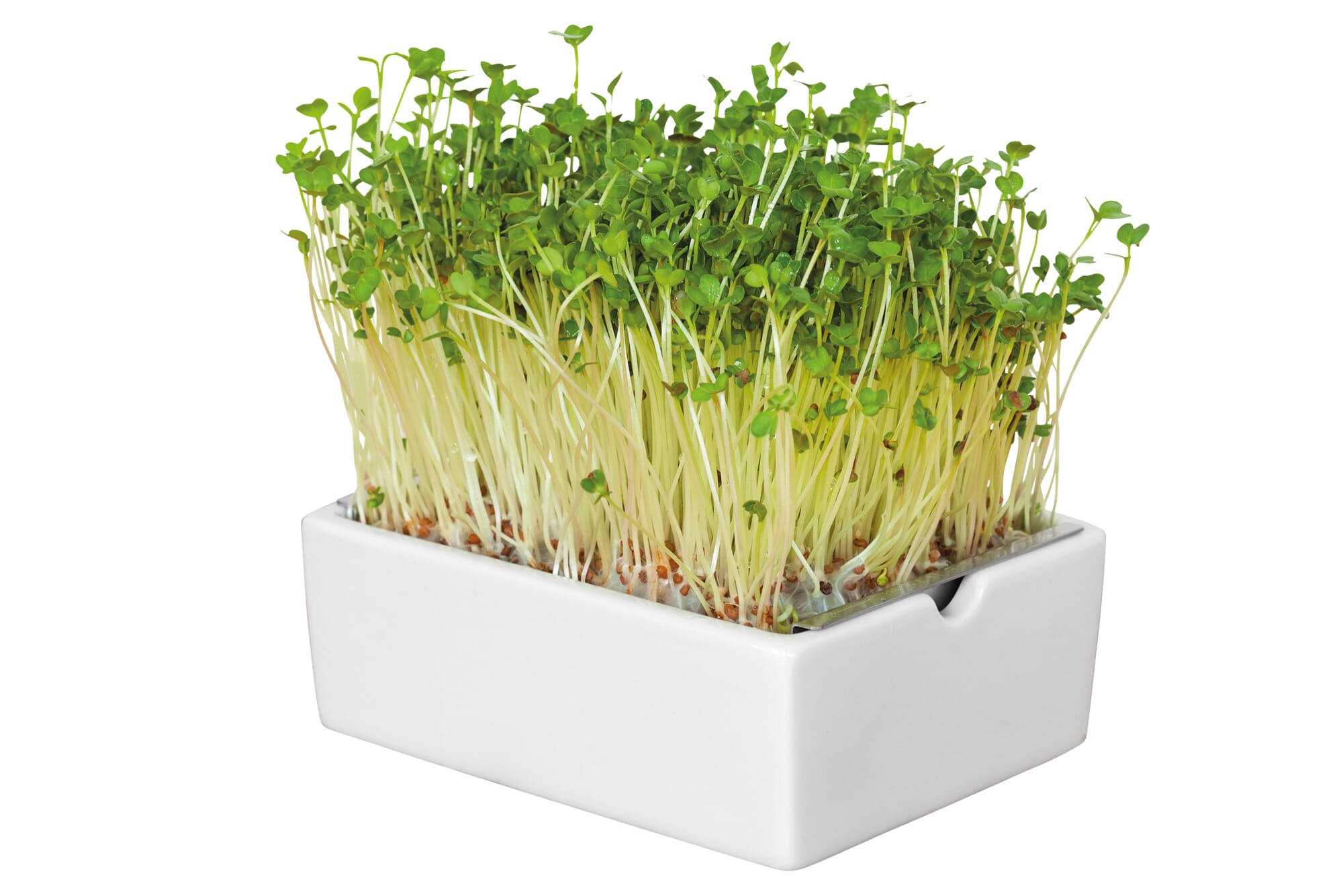 Sprouts and Microgreens Mini Cards — Good Gray