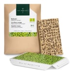 Almohadilla de semillas ecológicas Microgreens Col lombarda