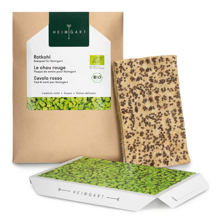 Cuscinetto di semi biologici Microgreens, Cavolo rosso