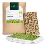 Microgreens Pad de semis bio Chou rouge