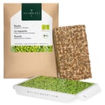 Almohadilla de semillas ecológicas Microgreens Cohete