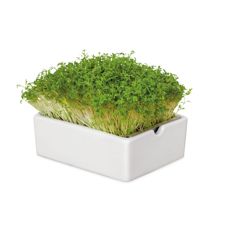 Growing set Microgreens