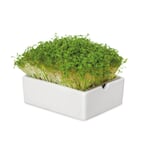 Kit de cultivo de microgreens