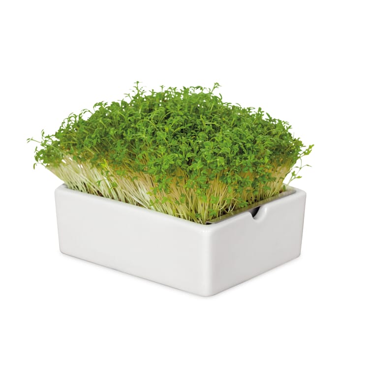 Kit de cultivo de microgreens