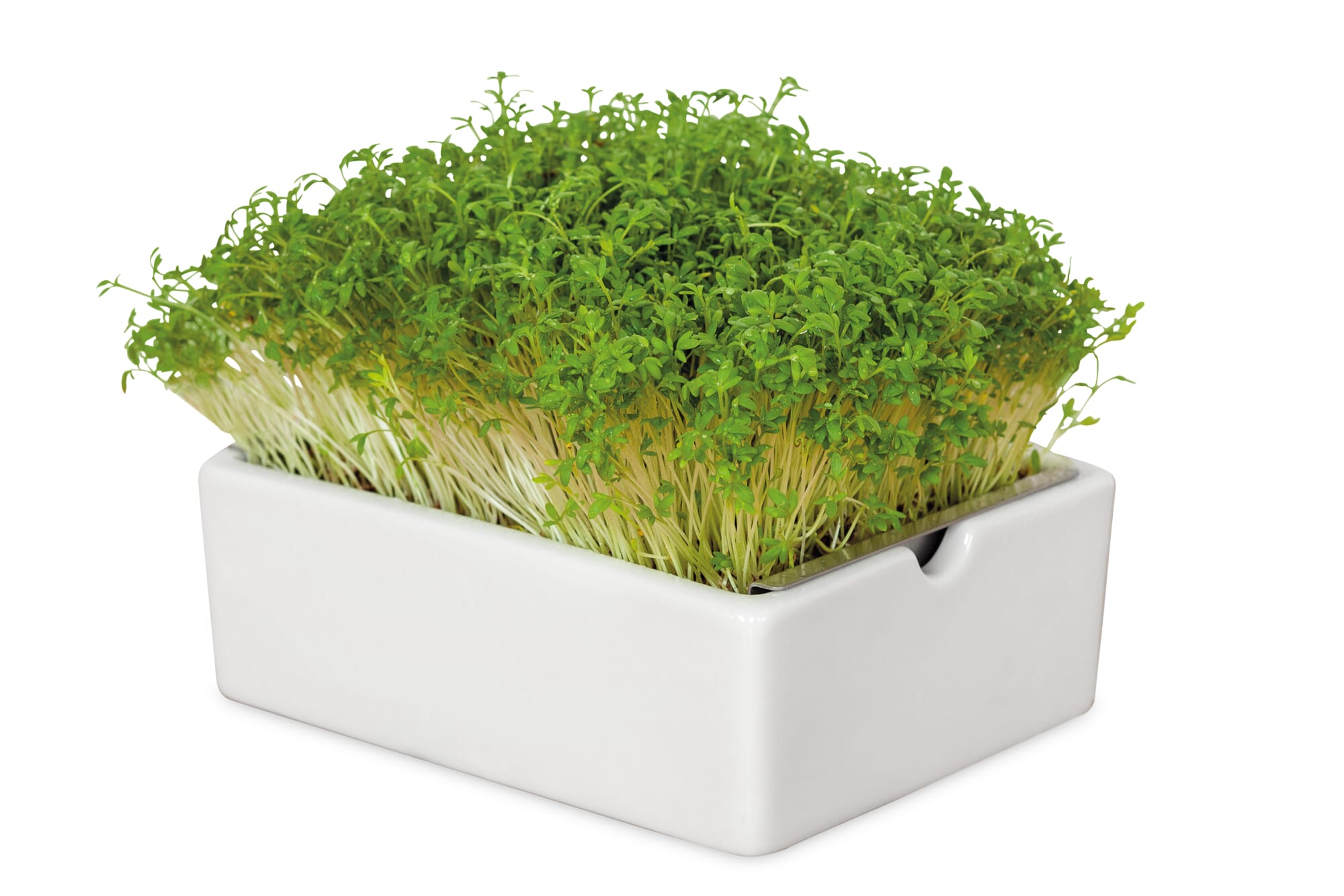 Cress, Garden - Microgreens seeds