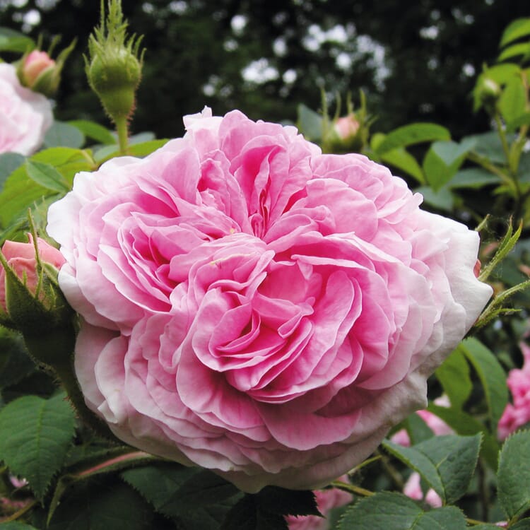 Rose arbustive 'Reine du Danemark
