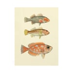 Reprint Fish of the South Seas 3 Fish 30 × 40 cm