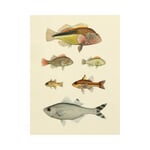 Druck Fische Mehr Fische 30 x 40 cm