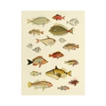 Reprint Fish of the South Seas 18 Fish 30 × 40 cm
