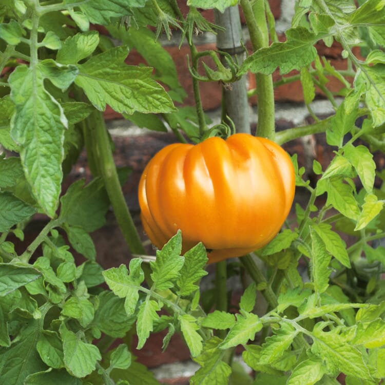 Tomaten und Basilikum für den Garten