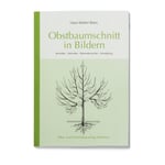 Fruit tree pruning in pictures