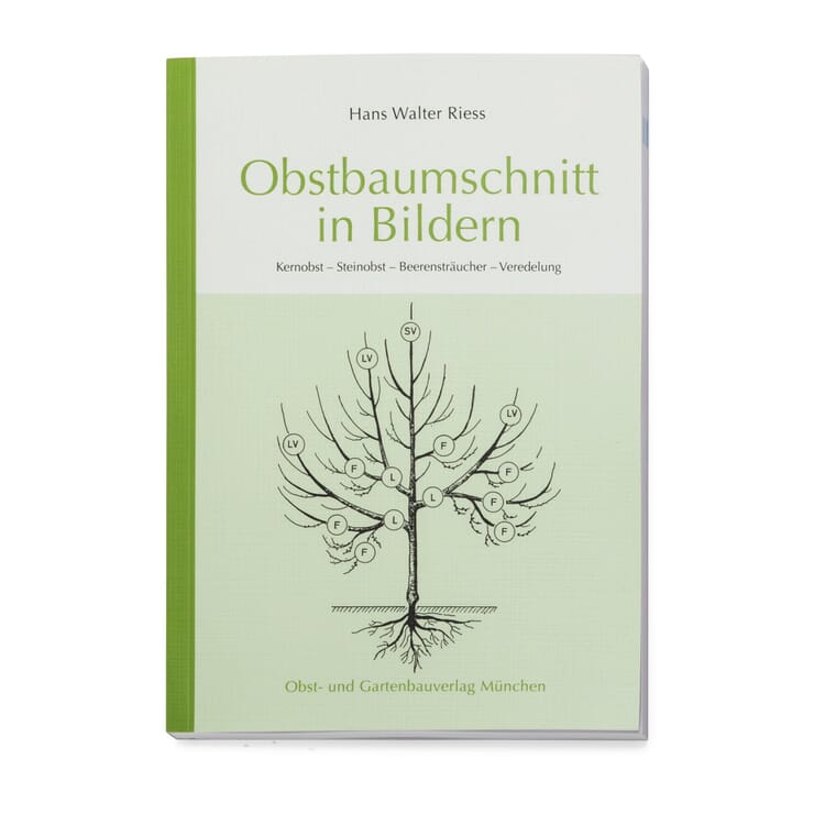 La taille des arbres fruitiers en images