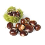 Obstgehölz Esskastanie (2 Sorten)