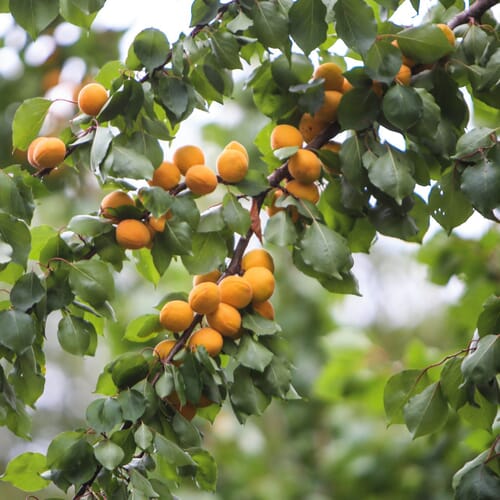 Robuste Obstbäume kaufen Manufactum