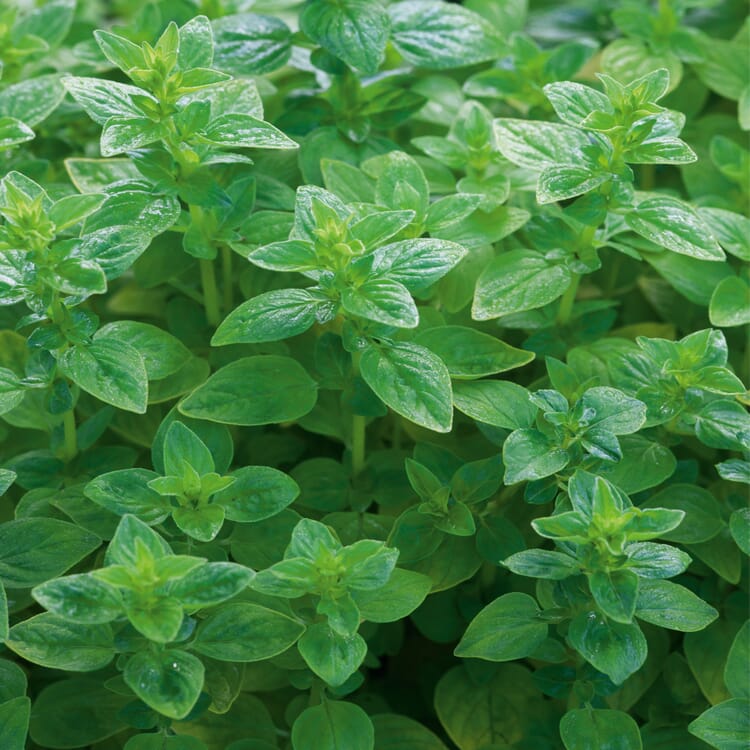 Paquet de plantes vivaces herbes gourmandes et culinaires